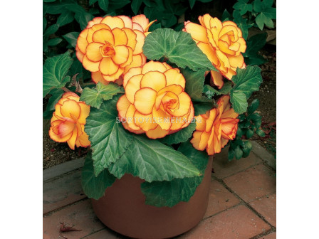 Бегония 5/6+ (Begonia) Picotee Yellow