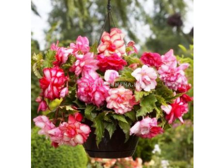 бегония Pink Balcony- begonia Pink Balcony 5/6+