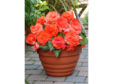 Бегония 5/6+ (Begonia) Superba Salmon