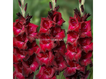 Гладиол/ Gladiolus large-flowered  'Bizet' 10/12 - 1 бр.