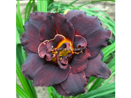 Хемерокалис Double Black/ Hemerocallis  - 1 брой