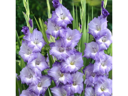 Гладиол/ Gladiolus large-flowered  'Blue Storm' 12/14 - 1 бр.