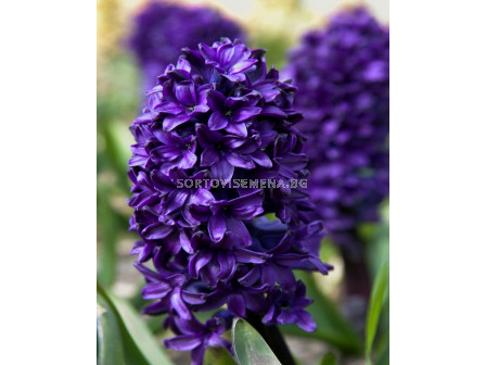 Зюмбюл / Hyacinthus Blue Saphire/ 15/16