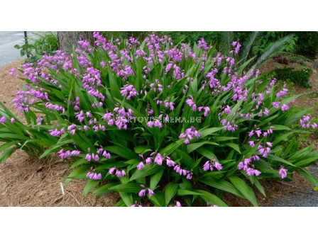 Bletilla striata pink 1 бр.