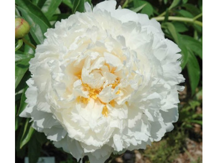 Божур/ LACTIFLORA PAEONIA Bowl Of Cream - 1 бр.