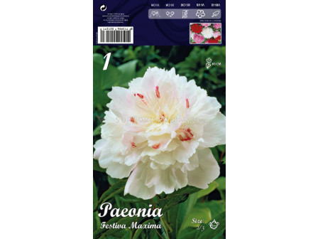 Божур (Peony) Festiva Maxima (Ароматен)