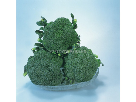 Семена Броколи Сакура F1 - Broccoli Sakura F1
