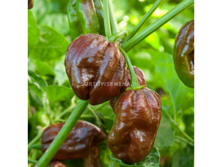 СЕМЕНА ПИПЕР ХАБАНЕРО ШОКОЛАД 100С PEPPER CHOCOLATE HABANERO  