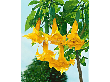 Бругманзия (Brugmansia Double Angel's) – жълта