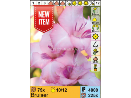 Гладиол Bruiser/ Gladiolus - 1 бр.