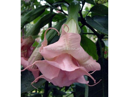 Бругманзия (Brugmansia Double Angel's) – розова