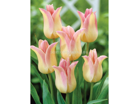 Лале /Tulip 'Elegant Lady'/ 1 бр