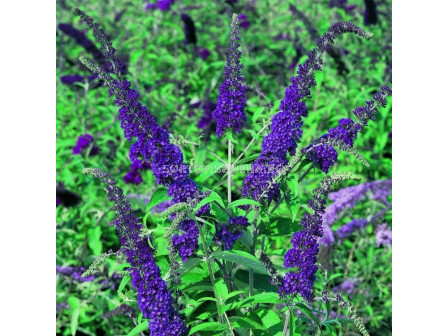 Будлея синя - Buddleja Davidii blue