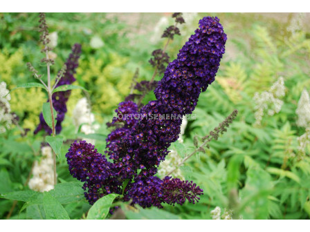 Будлея черна - Buddleja Davidii Black 