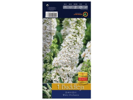 Будлея - бяла - Buddleja white