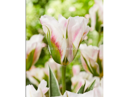 Лале/ Tulip viridiflora Blushing Artist - 1 бр.