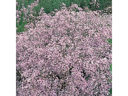 Гипсофила розова / Gypsophila paniculata pink / 1 оп ( 3 бр)