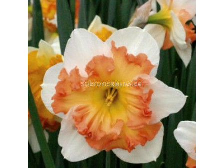 Нарцис ( Narcissus Taurus) 1 оп - 5 бр