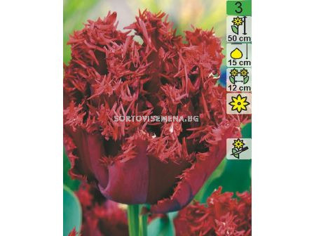 Лале Crispion Dark 