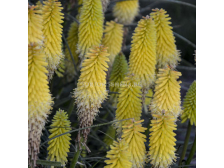 Книфофия / Kniphofia yellow Admiral / 1 бр