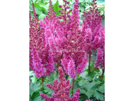 Астилбе - Astilbe Purple Rain - 1 бр