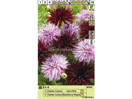 Далия кактус микс/ Dahlia Cactus - 1 опаковка - 4 броя