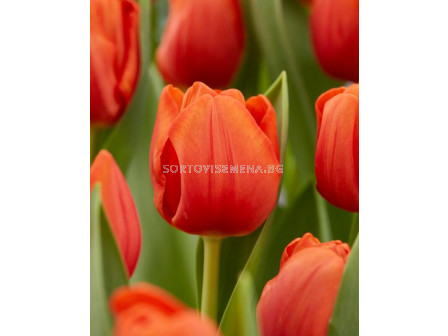 Лале/ Tulips triumph Cadans - 1 бр.