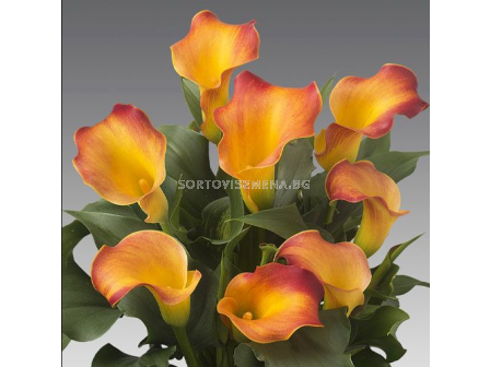 Кала Captain Lido/ Zantedeschia (Calla) - 1 брой