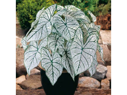 Каладиум бял (Caladium candidum)