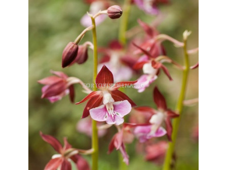 Коледна орхидея /Calanthe discolor / 1 бр