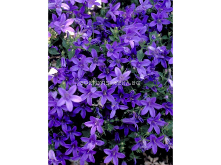 Камбанки /Campanula poscharskyana blue/ LG 1 оп 