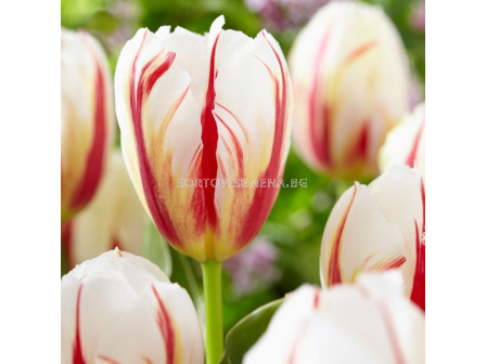 Лале /Tulip 'Carnaval de Rio' 1 бр