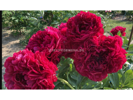 Божур Paeonia carol- много едър/  Peony- 1 бр.