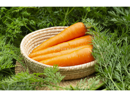 Семена моркови Mарлин F1/ за връзки/ - 100 000 семена