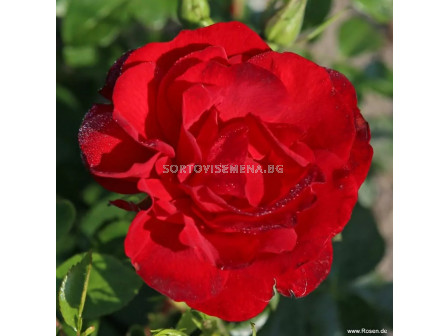 Роза Cayenne  (храстова роза), серия Klimahelden - Kordes - 1 брой