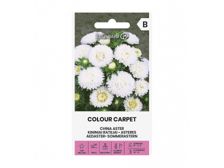 Астра бяла ASTER CHINA, COLOUR CARPET WHITE - 'SK - 0.5г