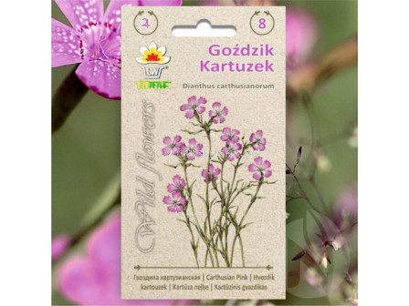 ТОРАФ ТОП КАРАМФИЛ WILDFLOWER Gozdzik kartuzek |Dianthus carthusianorum  