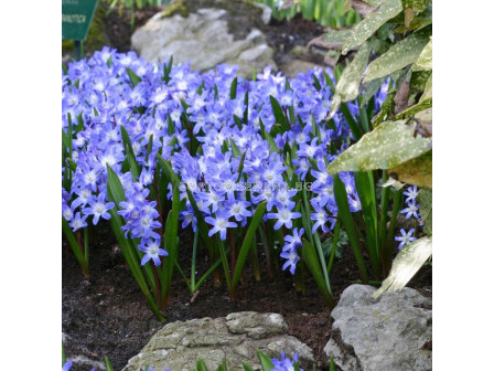 Хионодокса /Chionodoxa forbesii/ 1 бр 