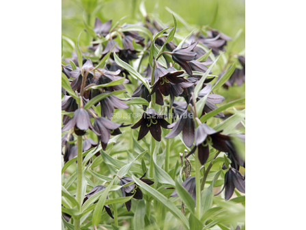 Fritillaria camschatcensis 1 бр