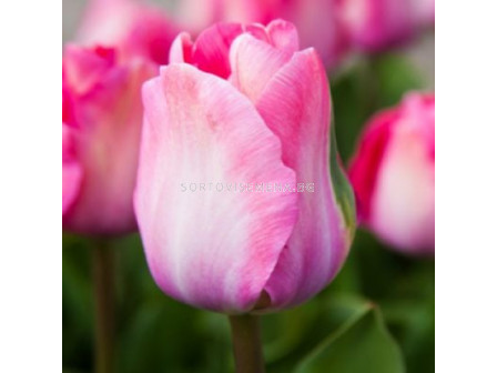Лале/ Tulip greigii 'Mandy's Choice - 1 бр.