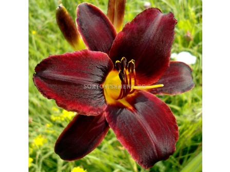 Хемерокалис Chocolate Candy/ HEMEROCALLIS - 1 брой