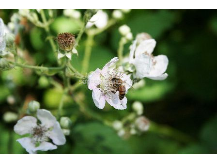 Черна хималайска къпина (Rubus Himalaya)