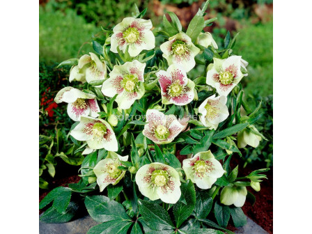 Кукуряк /Helleborus Oriental Bollene/ 1 бр