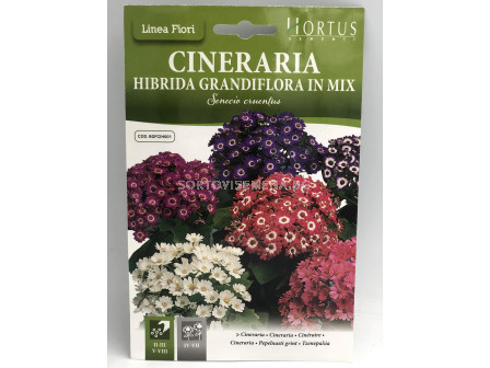 Цинерария грандифлора хибридна микс/ Cineraria hibrida