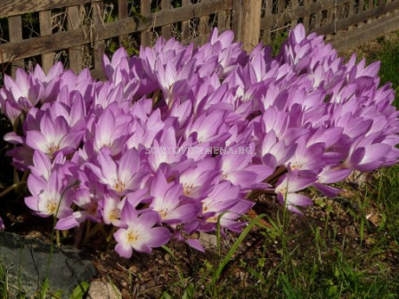 Колхикум /есенен минзухар / Colchicum Speciosum 1 бр