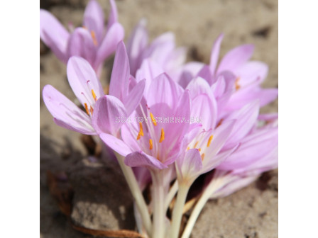 Колхикум / Colchicum  byzantinum/ 18/20