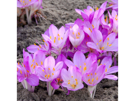 Колхикум /есенен минзухар / Colchicum The Purpureum1 бр