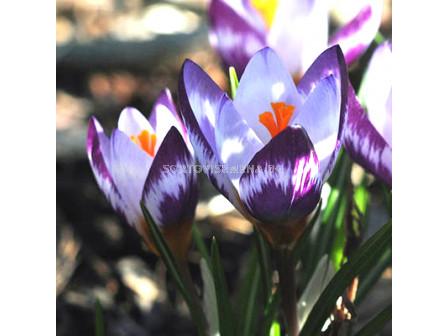 Минзухари  / Crocus sieberi 'Hubert Edelsten' / 1 бр