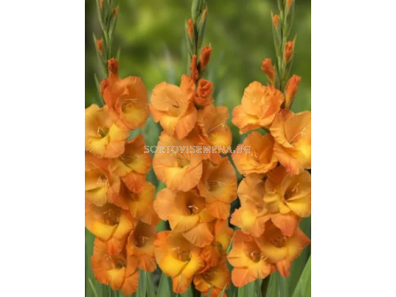 Гладиол/ Gladiolus large-flowered  'Cornelli' 12/14 - 1 бр.