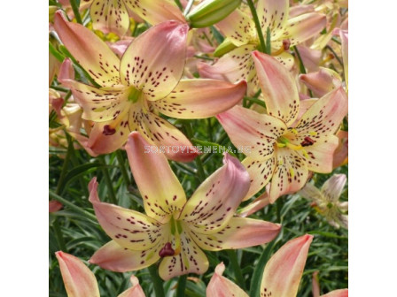 Лилиум/ Lilium asiatic Corsage 16/18 - 1 бр.